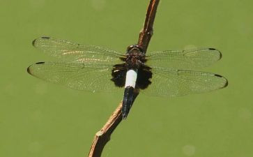 蜻蜓蜻蜓读后感6篇