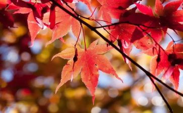 幼儿园中班10月份总结_月工作总结8篇