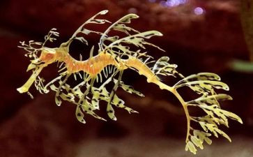 高二生物上教学计划最新8篇