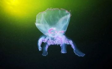 2023生物下教学计划推荐5篇