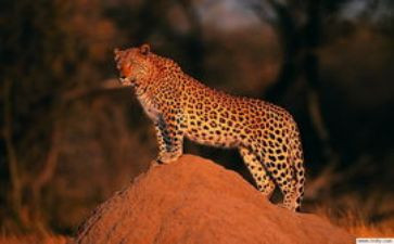 猎豹作文600字作文7篇