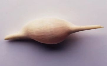 挖贝壳作文优质6篇