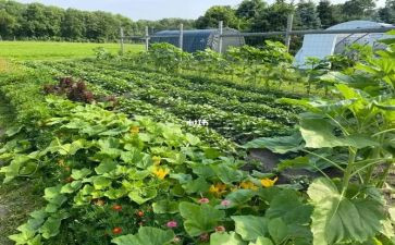 买菜幼儿园中班教案8篇