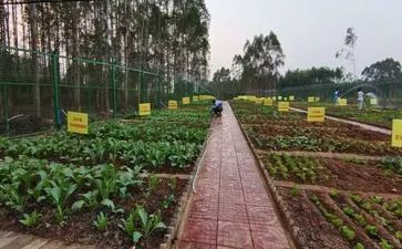 湘菜学校培训计划模板6篇