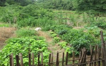 蔬菜蹲教案优质5篇