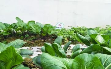 蔬菜蹲教案6篇