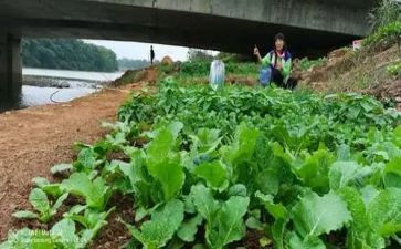 蔬菜蹲教案模板7篇