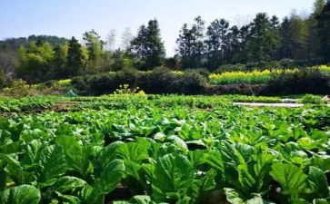 草原菜教学反思6篇