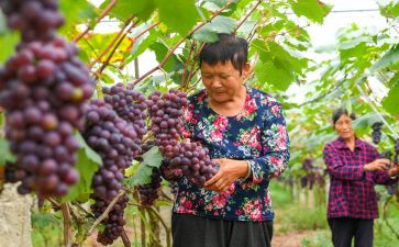 采摘活动方案6篇