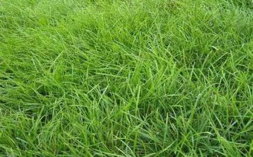 栽草莓作文7篇