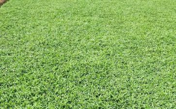 护花草演讲稿8篇