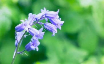 春天的草幼儿教案模板5篇