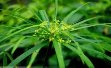 学生草老师的作文优秀8篇