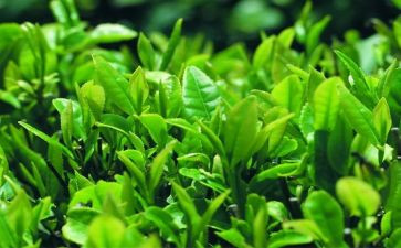 奶茶活动方案8篇