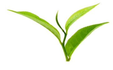 个人茶年度总结参考6篇
