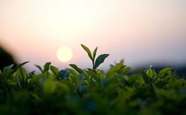 茶企业调研心得体会5篇