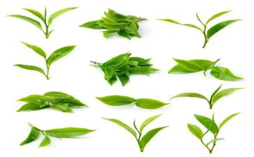 幼儿园中班关于茶的教案优秀8篇