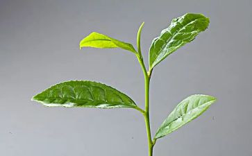 茶销售个人总结5篇