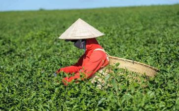 幼儿园关于茶的语言教案精选7篇