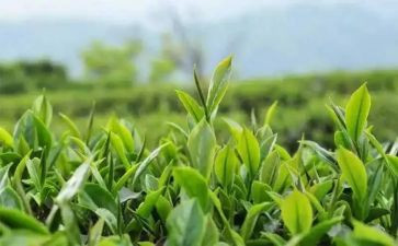 个人茶年度总结最新6篇