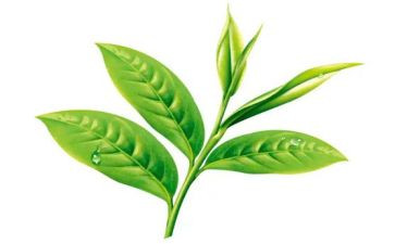 幼儿园小班关于茶的教案最新8篇