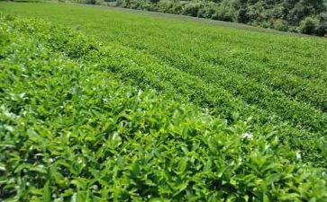 幼儿园关于茶的语言教案最新8篇