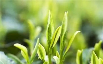 幼儿园关于茶的教案模板7篇