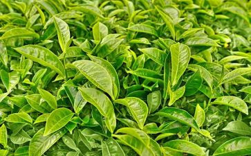 幼儿园中班关于茶的教案6篇