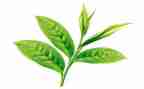 幼儿园小班关于茶的教案最新8篇
