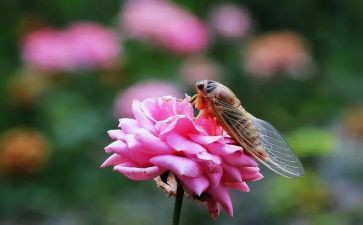 法布尔的蝉和蚁读后感7篇