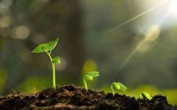 我在磨练中成长作文7篇