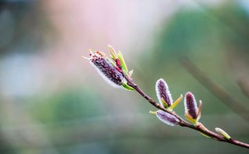 高二春学期语文教学计划6篇