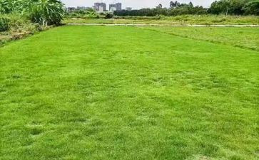 地球小学生作文模板5篇