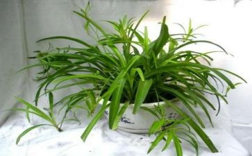 吊兰的花作文优质7篇