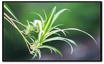 吊兰的花作文6篇