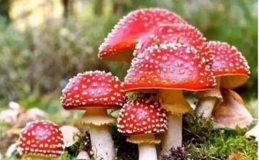 新型病毒工作总结5篇