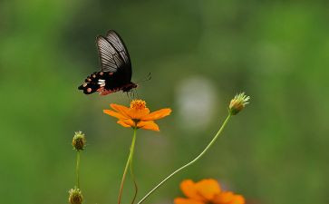 关于芬芳的作文7篇