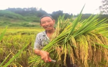 苹果丰收了教学反思7篇