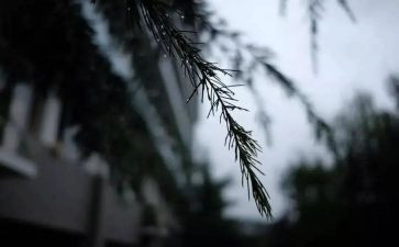 风雨过后是彩虹作文5篇