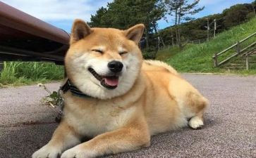 描写狗的小学生作文推荐6篇