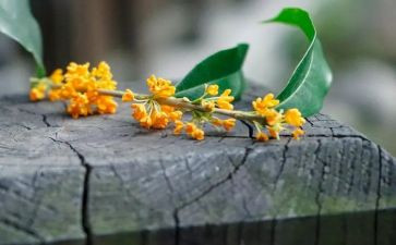 桂花饼作文600字精选7篇