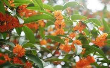 桂花饼作文600字模板6篇