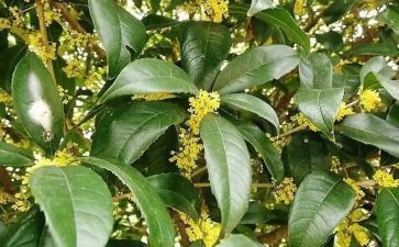 桂花酿作文优秀6篇
