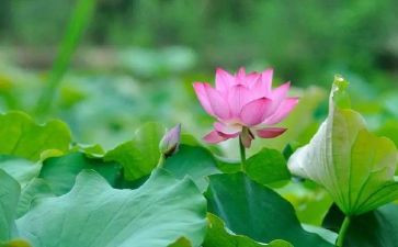 3、荷花教学反思5篇