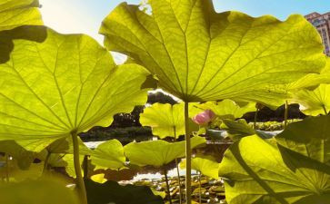 读了朱自清的荷塘月色的读后感最新6篇