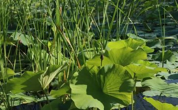 读了朱自清的荷塘月色的读后感5篇