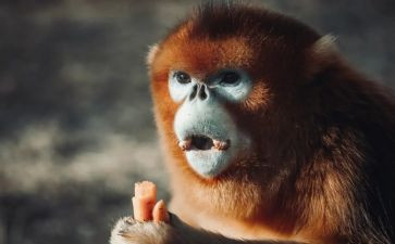 猴王出世读后感读后感8篇