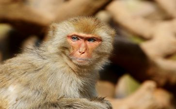 大班小猴的出租车教案7篇