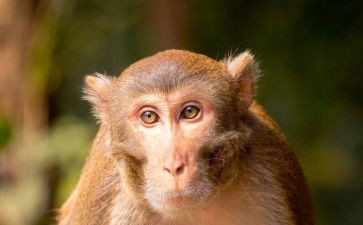 猴子爬树教案7篇