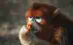 读猴王出世读后感7篇